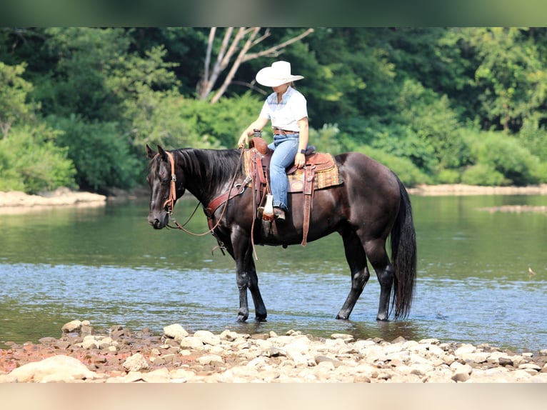American Quarter Horse Gelding 12 years 15,1 hh Black in Clarion