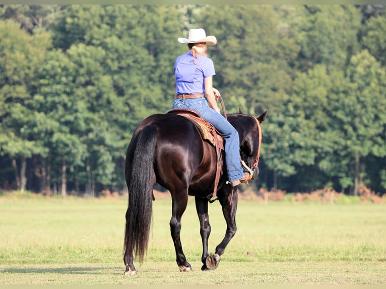 American Quarter Horse Gelding 12 years 15,1 hh Black in Clarion