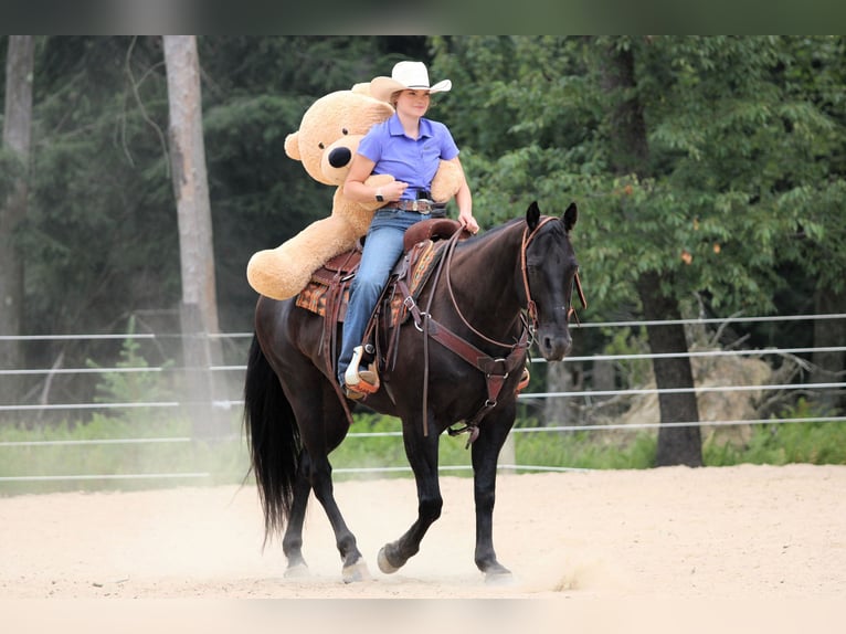 American Quarter Horse Gelding 12 years 15,1 hh Black in Clarion