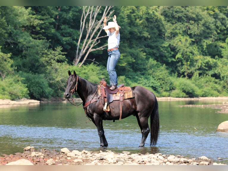 American Quarter Horse Gelding 12 years 15,1 hh Black in Clarion