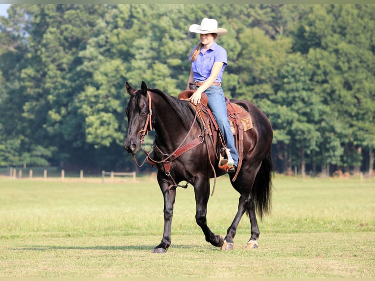 American Quarter Horse Gelding 12 years 15,1 hh Black in Clarion