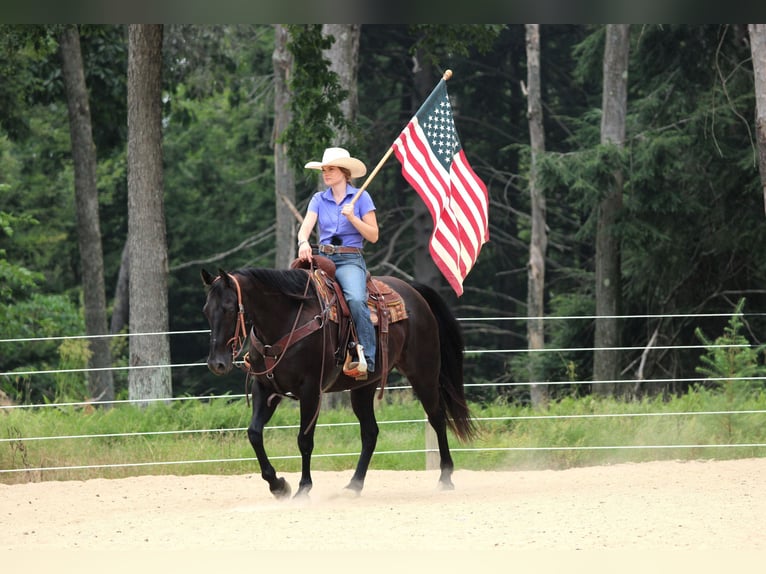 American Quarter Horse Gelding 12 years 15,1 hh Black in Clarion