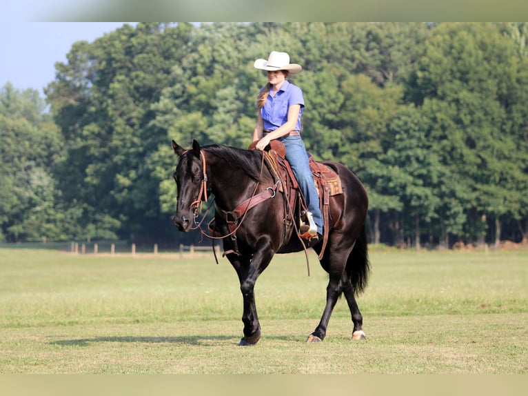 American Quarter Horse Gelding 12 years 15,1 hh Black in Clarion