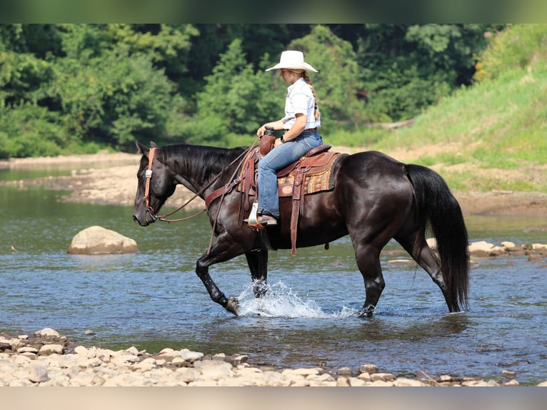 American Quarter Horse Gelding 12 years 15,1 hh Black in Clarion