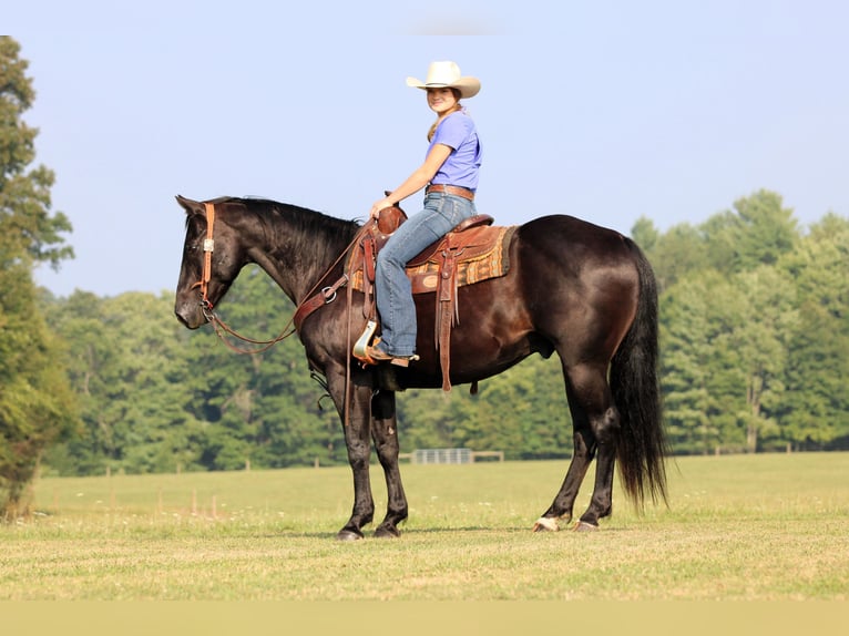 American Quarter Horse Gelding 12 years 15,1 hh Black in Clarion
