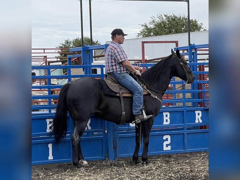 American Quarter Horse Gelding 12 years 15,1 hh Black in Lisbon IA