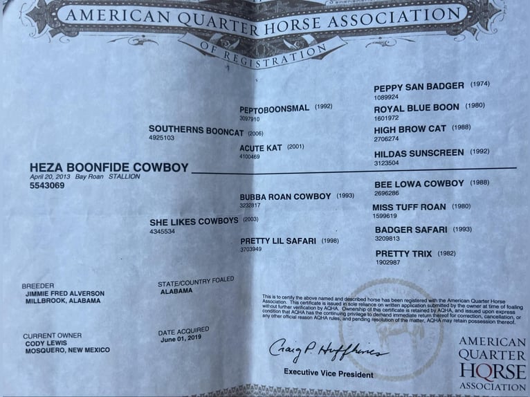 American Quarter Horse Gelding 12 years 15,1 hh Black in Lisbon IA