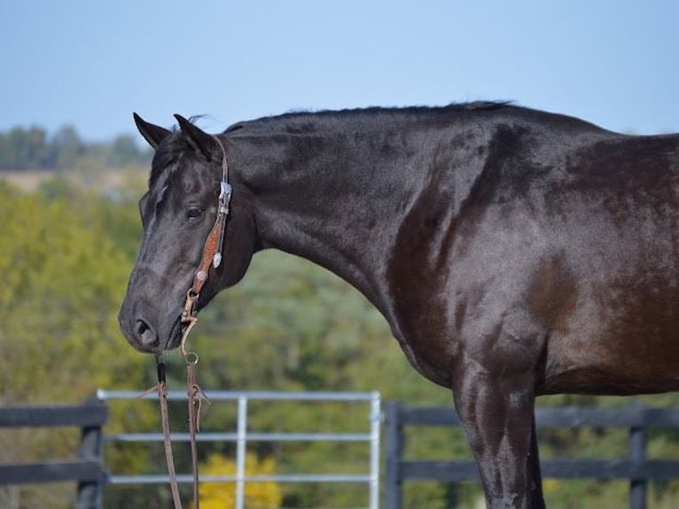 American Quarter Horse Gelding 12 years 15,1 hh Black in Wooster OH