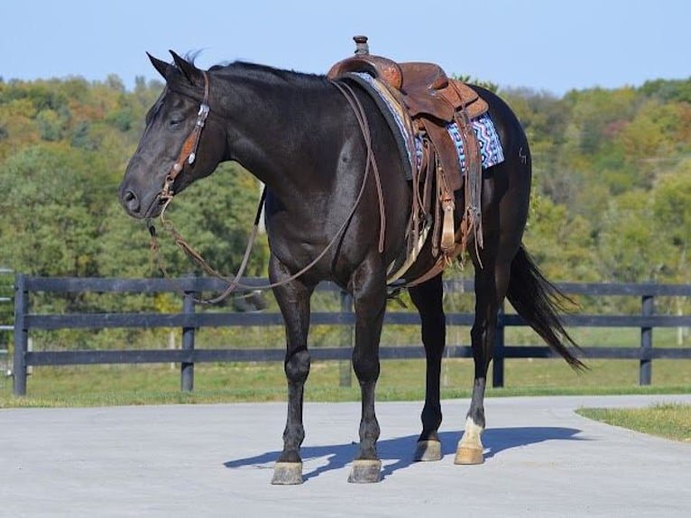 American Quarter Horse Gelding 12 years 15,1 hh Black in Wooster OH