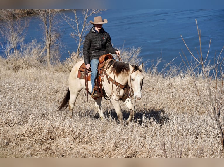 American Quarter Horse Gelding 12 years 15,1 hh Buckskin in Brandon, SD