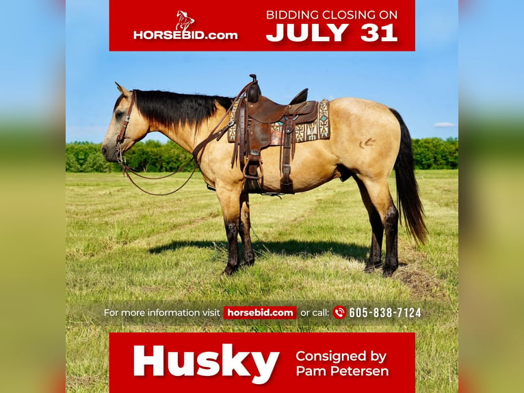 American Quarter Horse Gelding 12 years 15,1 hh Buckskin in Valley Springs, SD