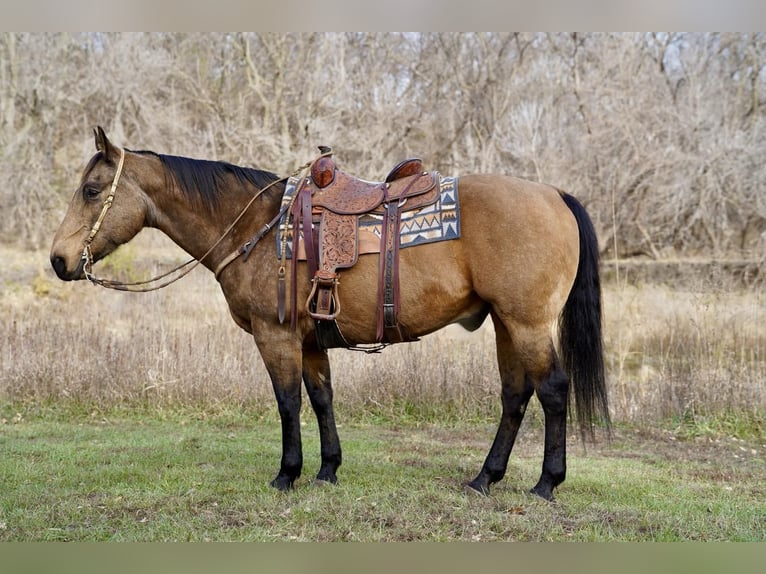 American Quarter Horse Gelding 12 years 15,1 hh Buckskin in Valley Springs