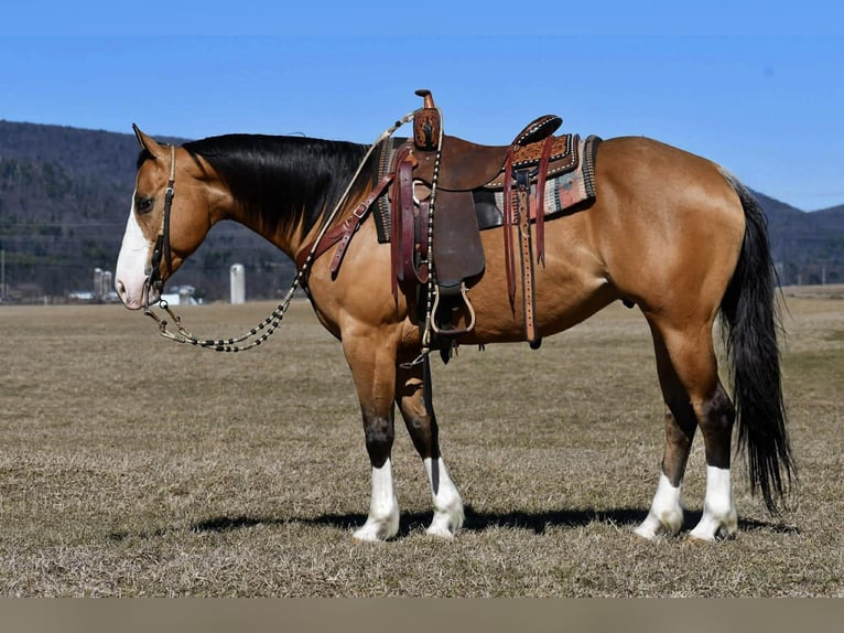 American Quarter Horse Gelding 12 years 15.1 hh Buckskin in Rebersburg