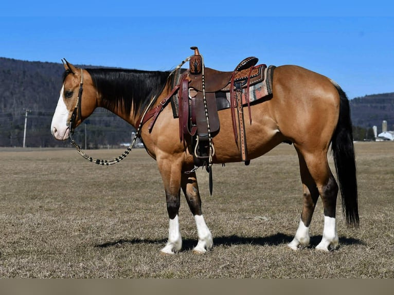 American Quarter Horse Gelding 12 years 15.1 hh Buckskin in Rebersburg