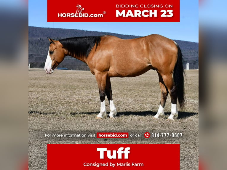 American Quarter Horse Gelding 12 years 15.1 hh Buckskin in Rebersburg
