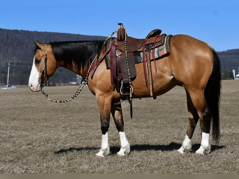 American Quarter Horse Gelding 12 years 15.1 hh Buckskin in Rebersburg