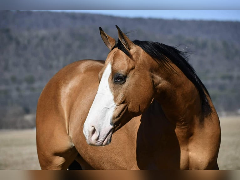American Quarter Horse Gelding 12 years 15.1 hh Buckskin in Rebersburg