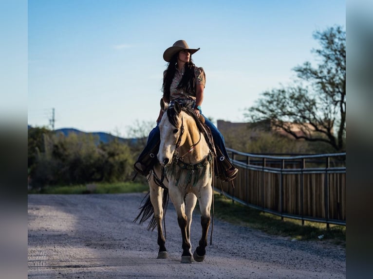 American Quarter Horse Gelding 12 years 15.1 hh Buckskin in Wickenburg