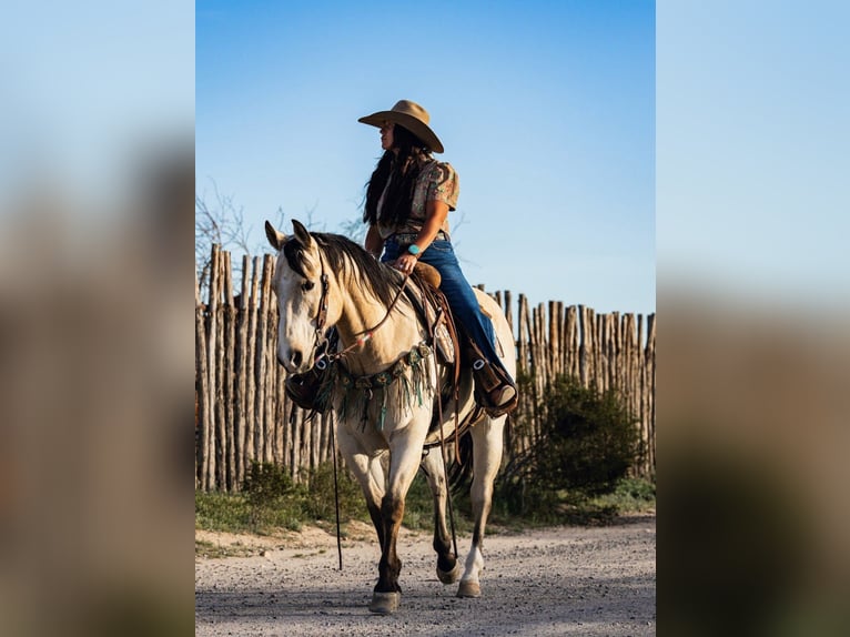 American Quarter Horse Gelding 12 years 15.1 hh Buckskin in Wickenburg