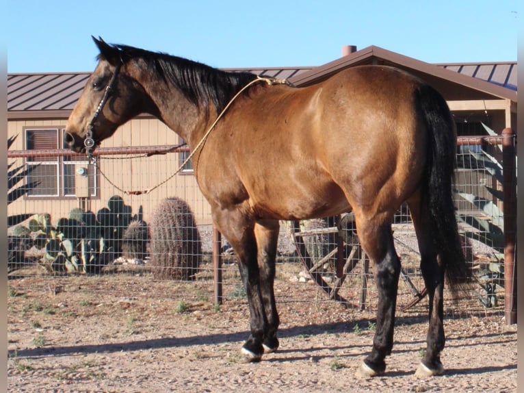 American Quarter Horse Gelding 12 years 15,1 hh Buckskin in Congress AZ