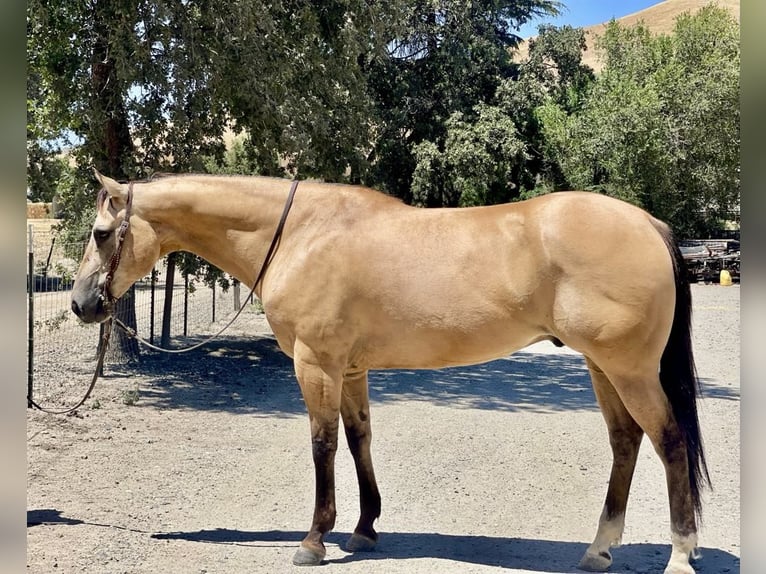 American Quarter Horse Gelding 12 years 15.1 hh Buckskin in Paicines CA