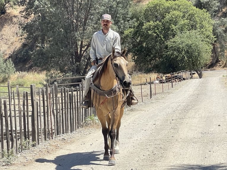 American Quarter Horse Gelding 12 years 15.1 hh Buckskin in Paicines CA