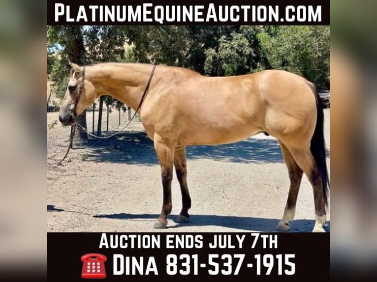 American Quarter Horse Gelding 12 years 15.1 hh Buckskin in Paicines CA