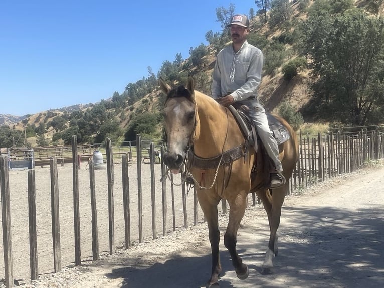 American Quarter Horse Gelding 12 years 15.1 hh Buckskin in Paicines CA