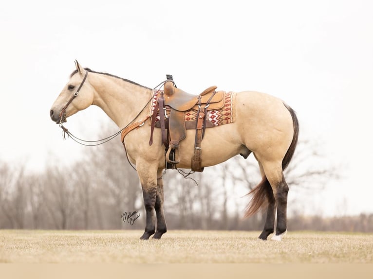American Quarter Horse Gelding 12 years 15,1 hh Buckskin in River Falls, WI