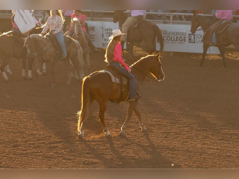 American Quarter Horse Gelding 12 years 15,1 hh Chestnut in WEATHERFORD, TX