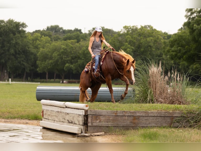 American Quarter Horse Gelding 12 years 15,1 hh Chestnut in WEATHERFORD, TX