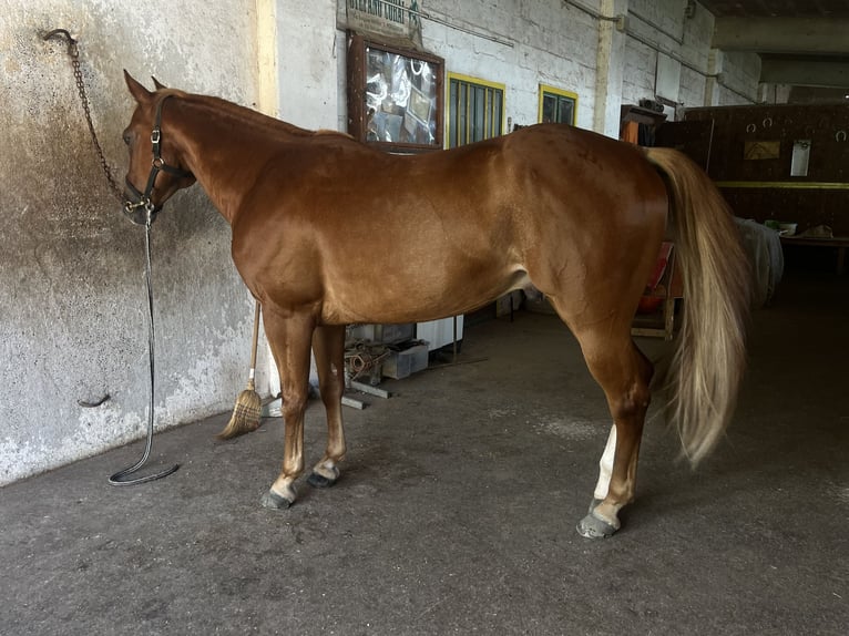 American Quarter Horse Gelding 12 years 15,1 hh Chestnut-Red in Villanova