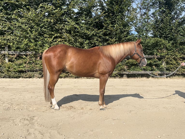 American Quarter Horse Gelding 12 years 15,1 hh Chestnut-Red in Villanova