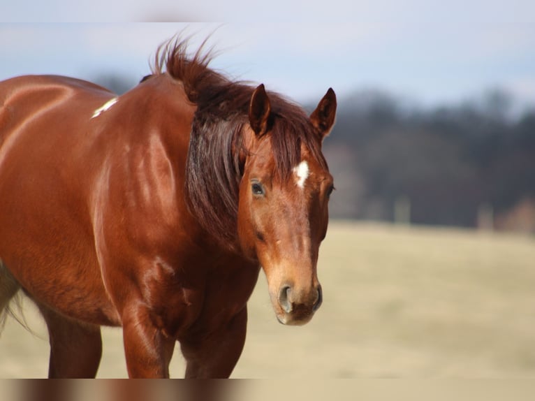 American Quarter Horse Gelding 12 years 15.1 hh Chestnut in Hardinsburg IN