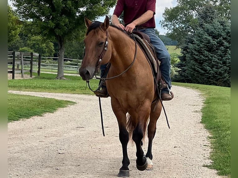 American Quarter Horse Gelding 12 years 15,1 hh Dun in Fort Atkinson WI