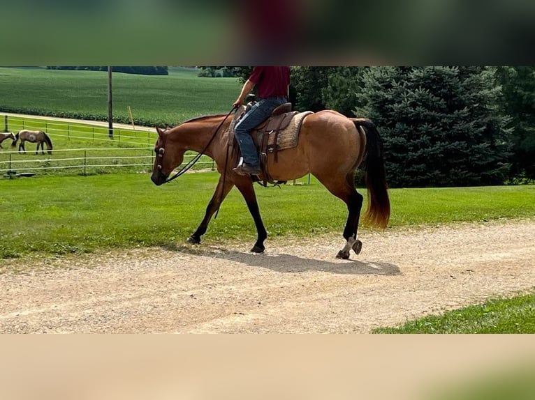 American Quarter Horse Gelding 12 years 15,1 hh Dun in Fort Atkinson WI