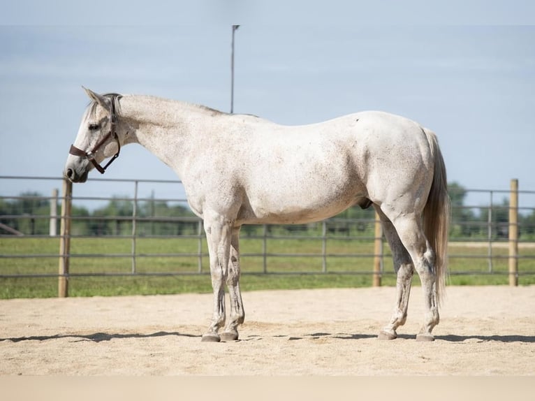 American Quarter Horse Gelding 12 years 15,1 hh Gray-Fleabitten in Boyceville, WI