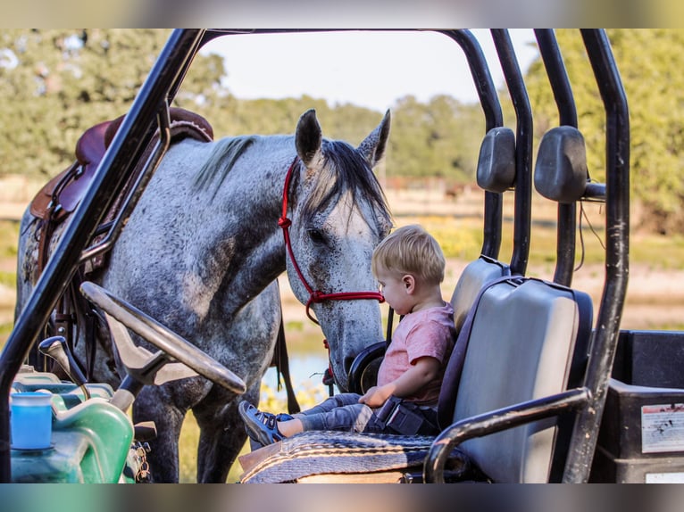 American Quarter Horse Gelding 12 years 15,1 hh Gray in Weatherford, TX