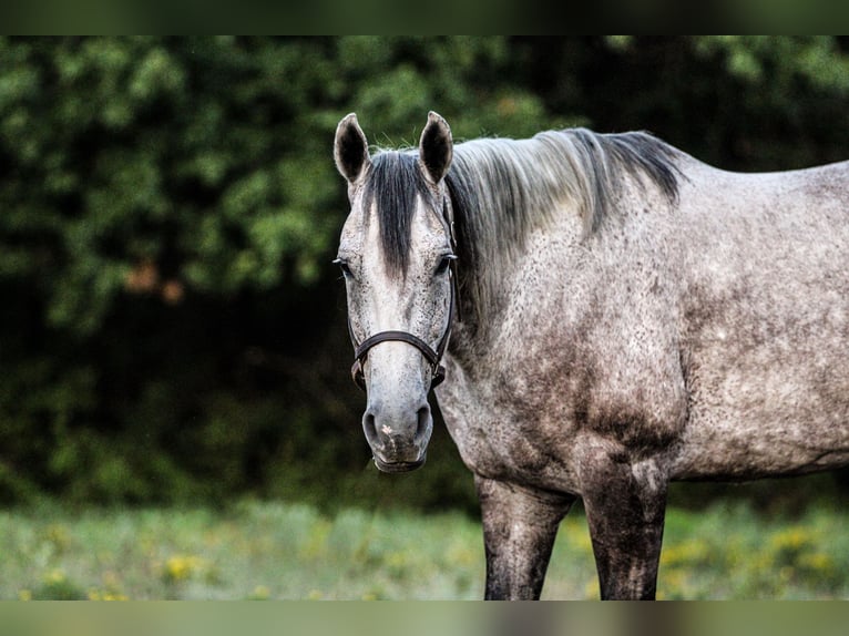 American Quarter Horse Gelding 12 years 15,1 hh Gray in Weatherford, TX