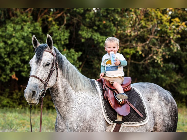 American Quarter Horse Gelding 12 years 15,1 hh Gray in Weatherford, TX