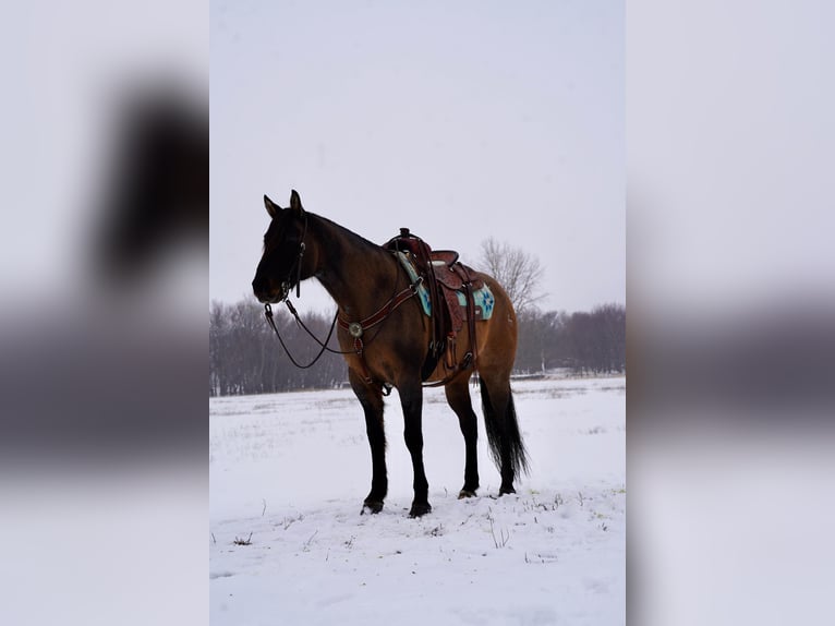 American Quarter Horse Gelding 12 years 15,1 hh Grullo in Sioux Falls