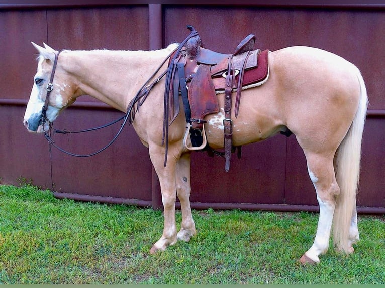 American Quarter Horse Gelding 12 years 15,1 hh Palomino in Weatherford TX