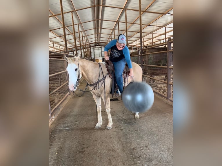 American Quarter Horse Gelding 12 years 15,1 hh Palomino in Weatherford TX