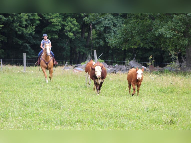 American Quarter Horse Mix Gelding 12 years 15,1 hh Palomino in Clarion, PA