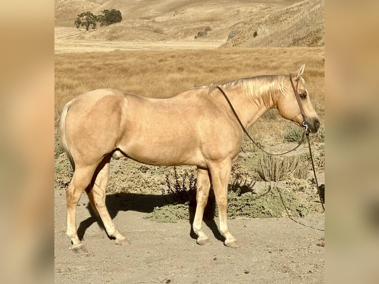American Quarter Horse Gelding 12 years 15,1 hh Palomino in Bitterwater CA