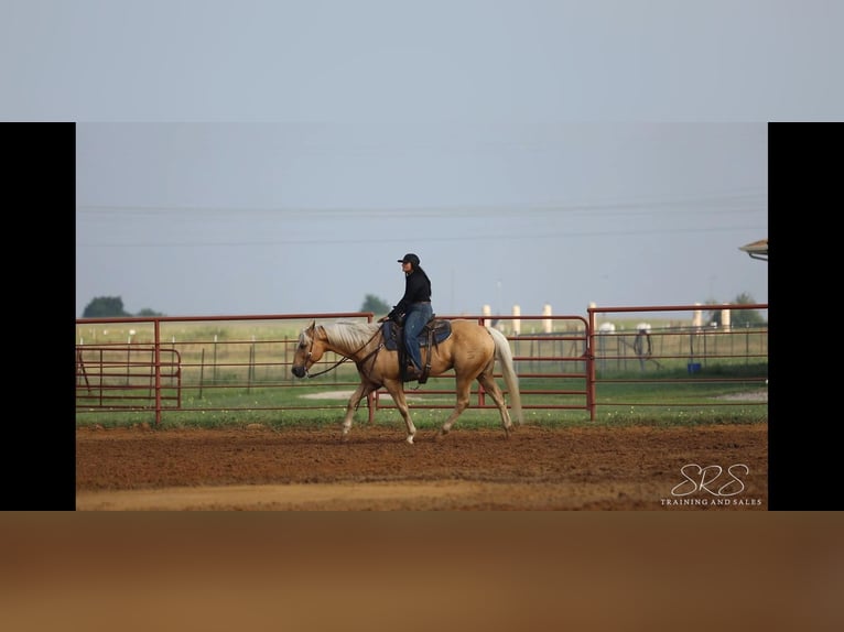 American Quarter Horse Gelding 12 years 15,1 hh Palomino in Granbury TX