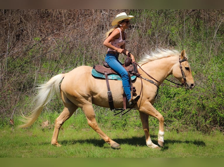 American Quarter Horse Gelding 12 years 15,1 hh Palomino in Hillsboro KY