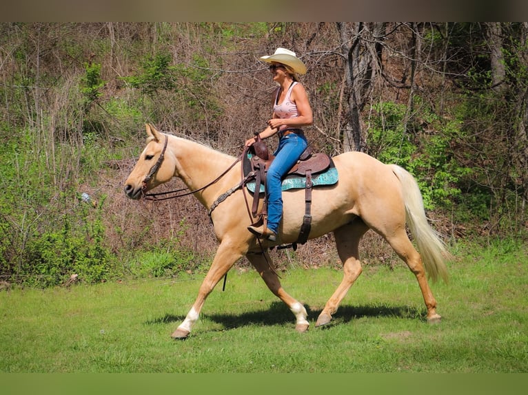 American Quarter Horse Gelding 12 years 15,1 hh Palomino in Hillsboro KY