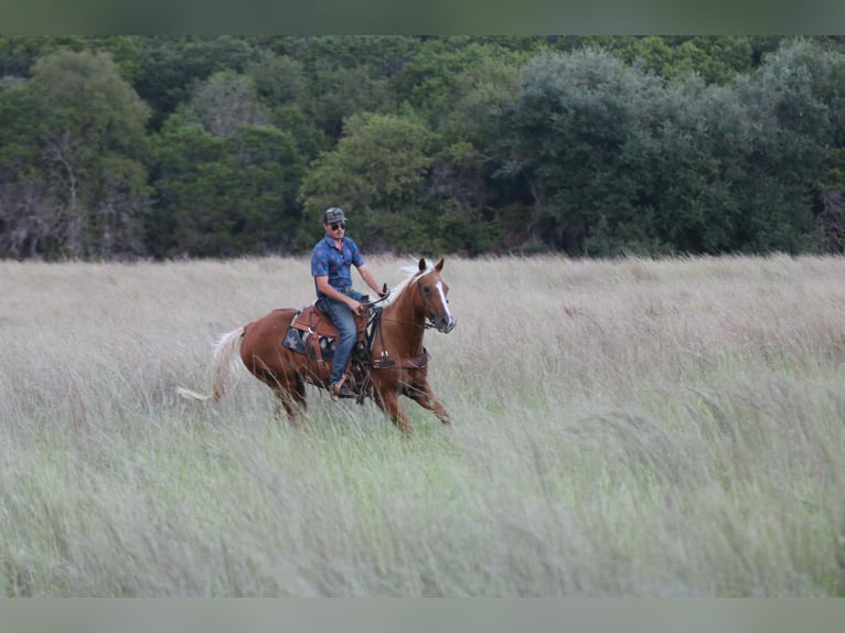 American Quarter Horse Gelding 12 years 15,1 hh Palomino in lIpan TX