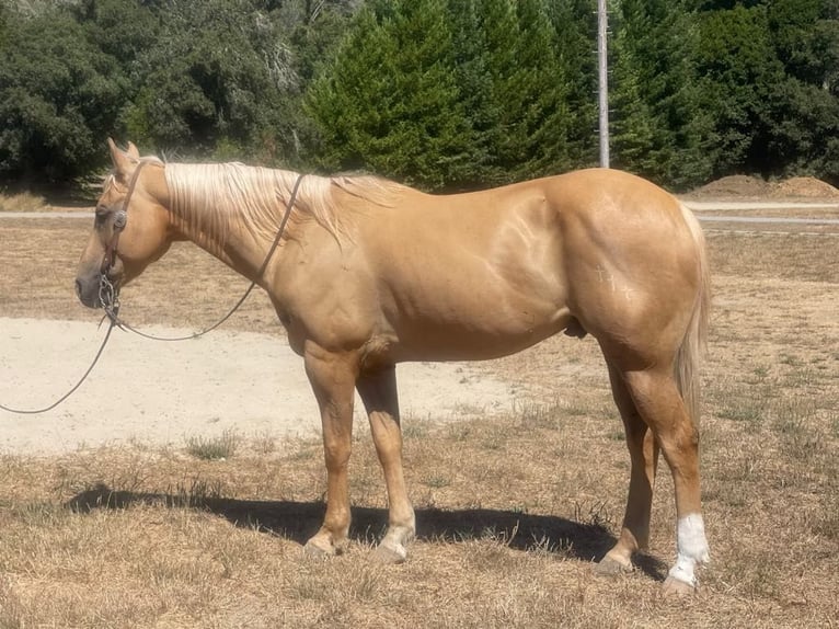 American Quarter Horse Gelding 12 years 15,1 hh Palomino in Paicines Ca